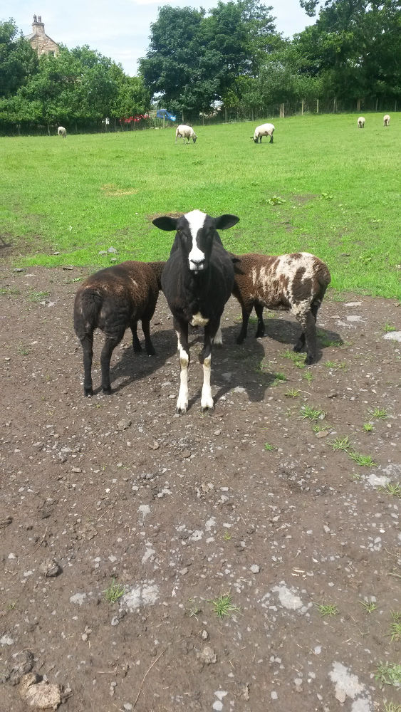 A view of the outside of the farmhouse with three cows